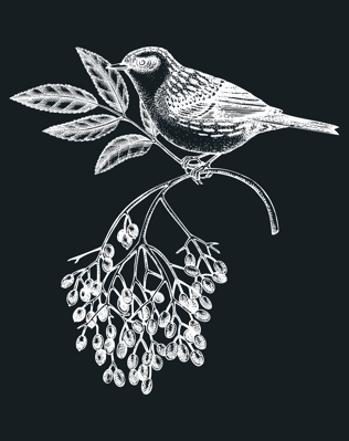 Hand-sketched bird with autumn flowers illustration on chalkboard. Fall design with birds, florals, geometric shapes, and abstract elements. Can be used for print, poster, wall art, social media